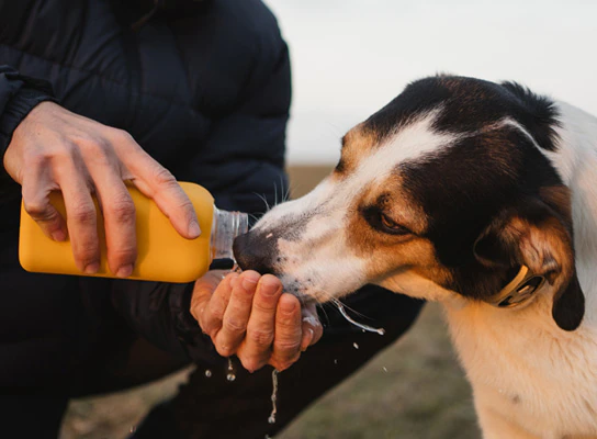 Man feeding dog