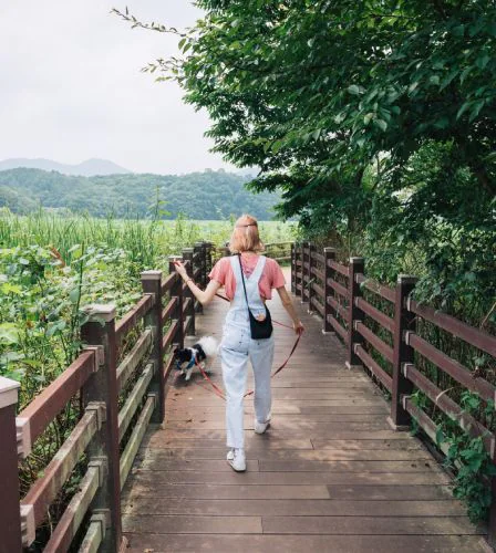 Woman walking dog on bridge