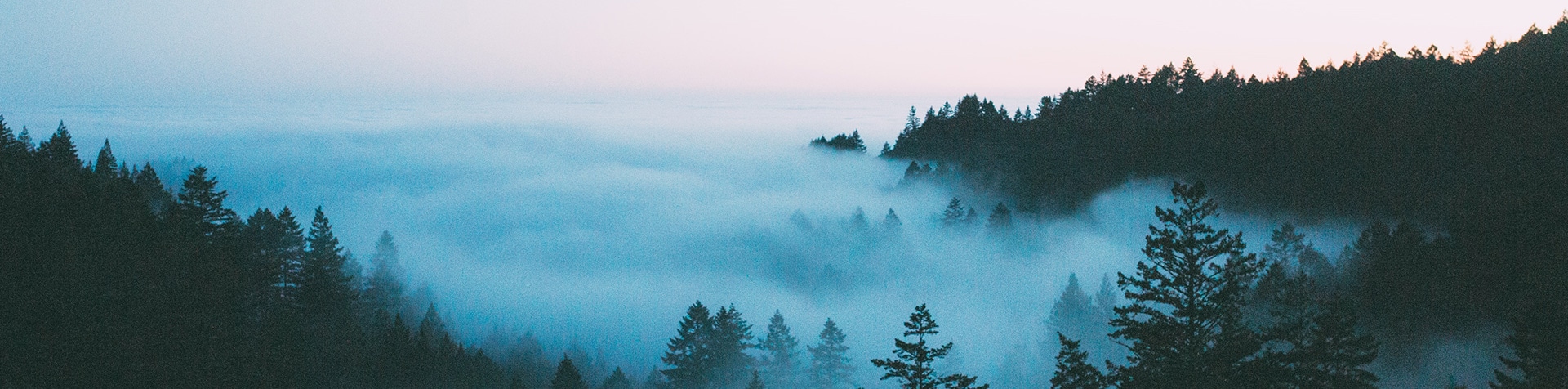 Aerial shot of a Misty Forest