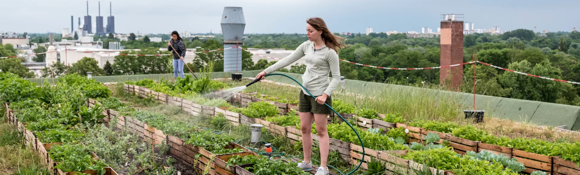 watering plants