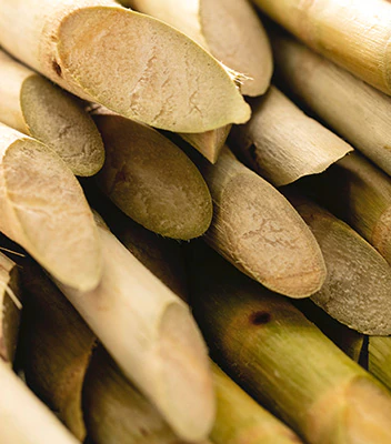 sugar cane